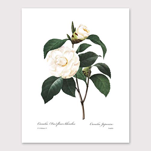 White Flower Art - 8x10 Inch French Botanical Prints, Redoute Illustrations, Set of 3 - Unframed