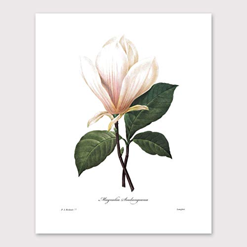 White Flower Art - 8x10 Inch French Botanical Prints, Redoute Illustrations, Set of 3 - Unframed