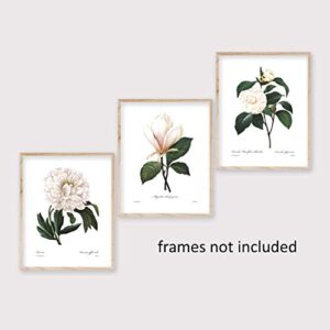 White Flower Art - 8x10 Inch French Botanical Prints, Redoute Illustrations, Set of 3 - Unframed