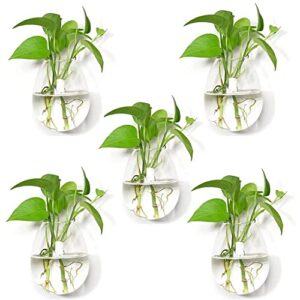 fashiostorm 5 packs wall hanging planters glass plant pots water containers flower air terrariums terrarium, clear