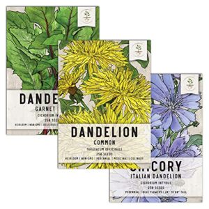 seed needs, dandelion seed packet collection (3 varieties of seeds for planting) non-gmo & untreated - common dandelion, chicory/italian dandelion & garnet stem dandelion