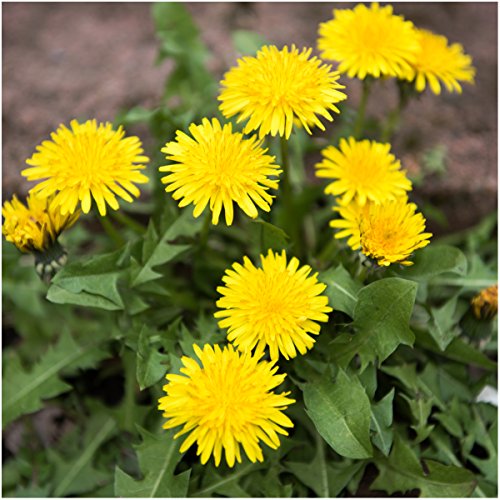 Seed Needs, Dandelion Seed Packet Collection (3 Varieties of Seeds for Planting) Non-GMO & Untreated - Common Dandelion, Chicory/Italian Dandelion & Garnet Stem Dandelion