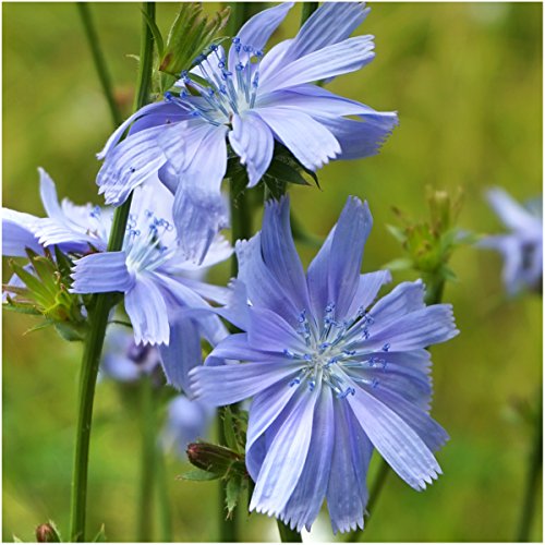 Seed Needs, Dandelion Seed Packet Collection (3 Varieties of Seeds for Planting) Non-GMO & Untreated - Common Dandelion, Chicory/Italian Dandelion & Garnet Stem Dandelion