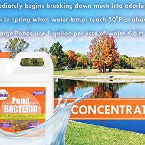 PondWorx Pond Bacteria - Formulated for Large Ponds, Water Features and Safe for Koi - Gallon