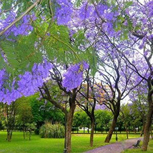 JACARANDA MIMOSIFOLIA, BLUE rare flowering tree flamboyan delonix seed 10 seeds