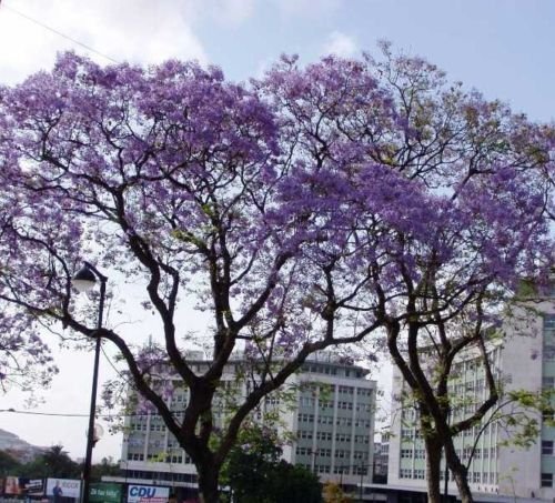 JACARANDA MIMOSIFOLIA, BLUE rare flowering tree flamboyan delonix seed 10 seeds