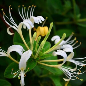 Japanese Honeysuckle Lonicera Japonica Live Plant in 4" Pot with Soil