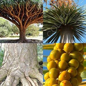 Dragon's Blood Tree, Dracaena Draco Rare Canary Island Palm Bonsai Seed 10 Seeds