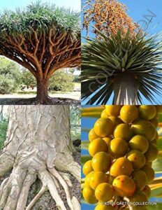 dragon's blood tree, dracaena draco rare canary island palm bonsai seed 10 seeds