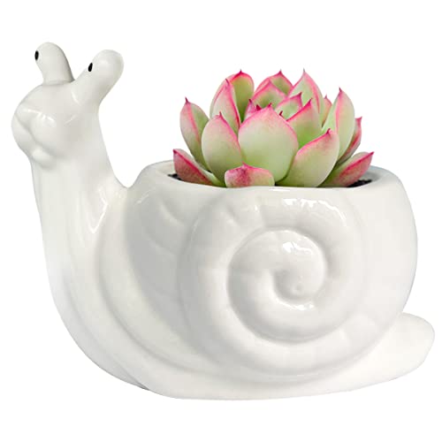 GeLive Ceramic Succulent Planter, White Snail Plant Pot with Drainage Hole, Animal Bonsai Holder Window Box for Cactus, Succulent Plants Home Office Garden Flower Pot Gifts for Plants Lover