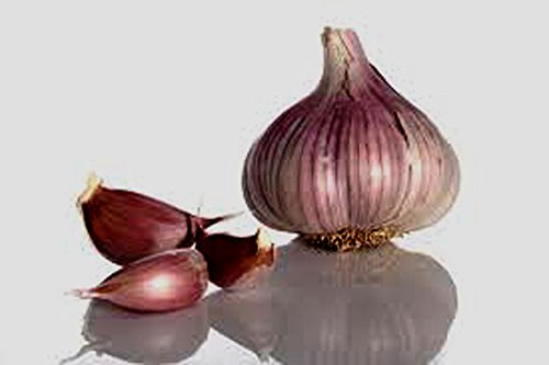 Garlic Bulb (7 Bulbs), Fresh Siberian HARDNECK Garlic Bulb for Planting and Growing Your OWN Garlic OR Eating