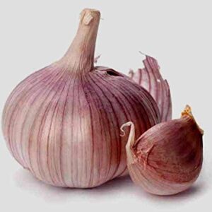 Garlic Bulb (7 Bulbs), Fresh Siberian HARDNECK Garlic Bulb for Planting and Growing Your OWN Garlic OR Eating