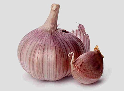 Garlic Bulb (7 Bulbs), Fresh Siberian HARDNECK Garlic Bulb for Planting and Growing Your OWN Garlic OR Eating