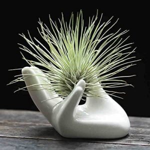 dahey air plant holder cute ceramic mini hand shape stand airplants tillandsia small container pot plant decorative home decor for desk table shelf,white,1 pack