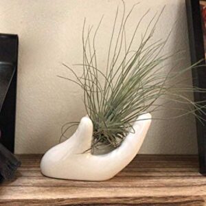 Dahey Air Plant Holder Cute Ceramic Mini Hand Shape Stand Airplants Tillandsia Small Container Pot Plant Decorative Home Decor for Desk Table Shelf,White,1 Pack