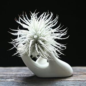 Dahey Air Plant Holder Cute Ceramic Mini Hand Shape Stand Airplants Tillandsia Small Container Pot Plant Decorative Home Decor for Desk Table Shelf,White,1 Pack