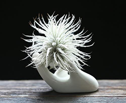 Dahey Air Plant Holder Cute Ceramic Mini Hand Shape Stand Airplants Tillandsia Small Container Pot Plant Decorative Home Decor for Desk Table Shelf,White,1 Pack