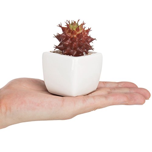 MyGift Assorted Artificial Red Succulent Plants, Mini Fake Desert Plants in White Square Pots, Set of 3