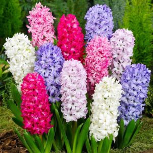 mixed color hyacinth bulbs - 12 bulbs - fragrant hyacinths