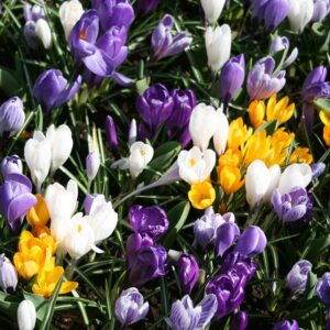 mixed giant crocus - 25 bulbs - assorted colors by willard & may