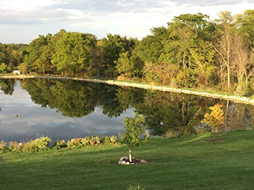 Pond Champs Black Lake & Pond Dye – One Gallon of Deep Black Pond Colorant – Treats 1 Acre – Keeps Pond Safe from UV Rays - Safe for Fish, Wildlife, Pets & Children