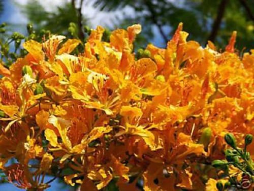 DELONIX REGIA Yellow FLAMBOYAN Royal Poinciana Rare Bonsai Tree Seed 10 Seeds