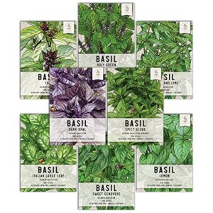 seed needs, culinary basil herb seed packet collection (8 individual basil seed varieties for planting) non-gmo & untreated