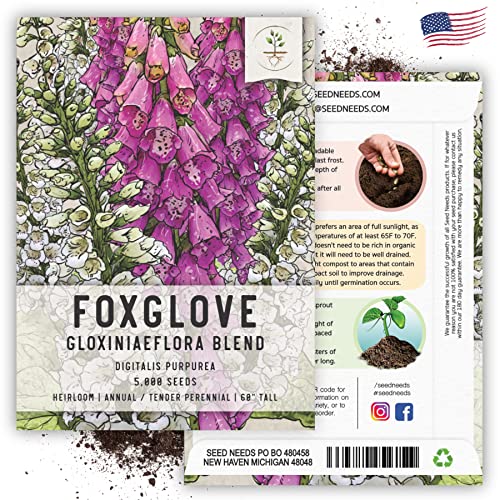 Seed Needs, Mixed Gloxiniaeflora Foxglove Seeds - 5,000 Seeds for Planting Digitalis purpurea - Open Pollinated, Attracts Pollinators & Hummingbirds (1 Pack)