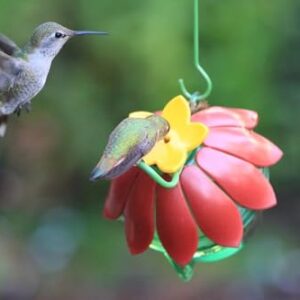 Wild Wings WWSFHF5 So Real Single Flower Hummingbird Feeder, Red/Yellow (2-Pack)