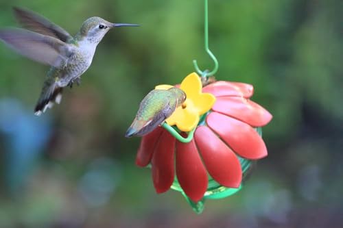 Wild Wings WWSFHF5 So Real Single Flower Hummingbird Feeder, Red/Yellow (2-Pack)