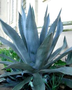 agave americana - blue agave - 2 plants in big size