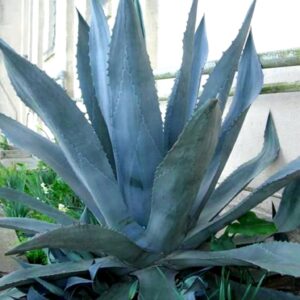 Agave Americana - Blue Agave - 2 Plants in Big Size