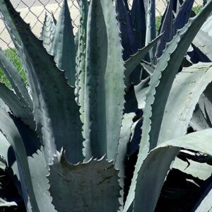 Agave Americana - Blue Agave - 2 Plants in Big Size