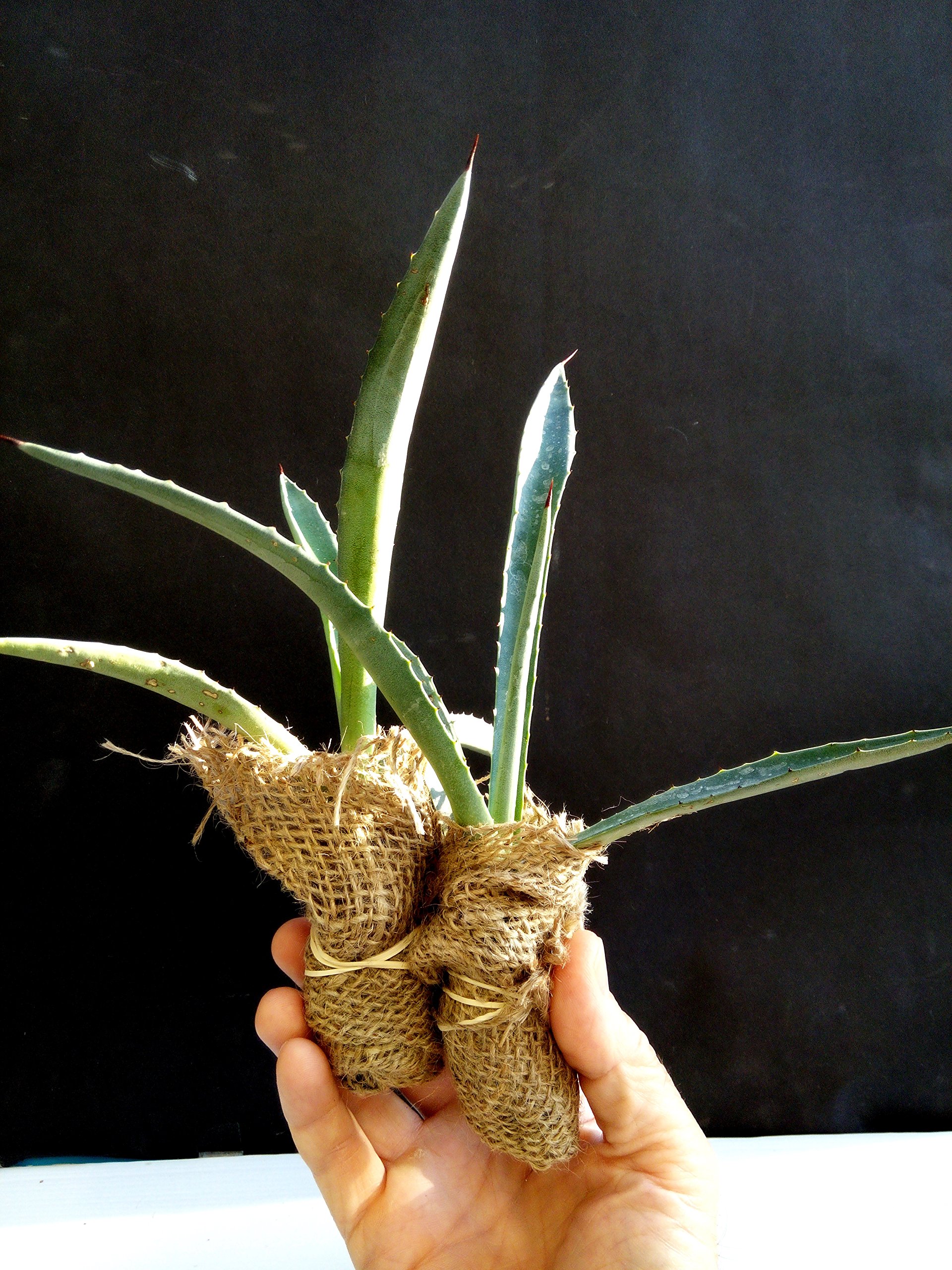 Agave Americana - Blue Agave - 2 Plants in Big Size