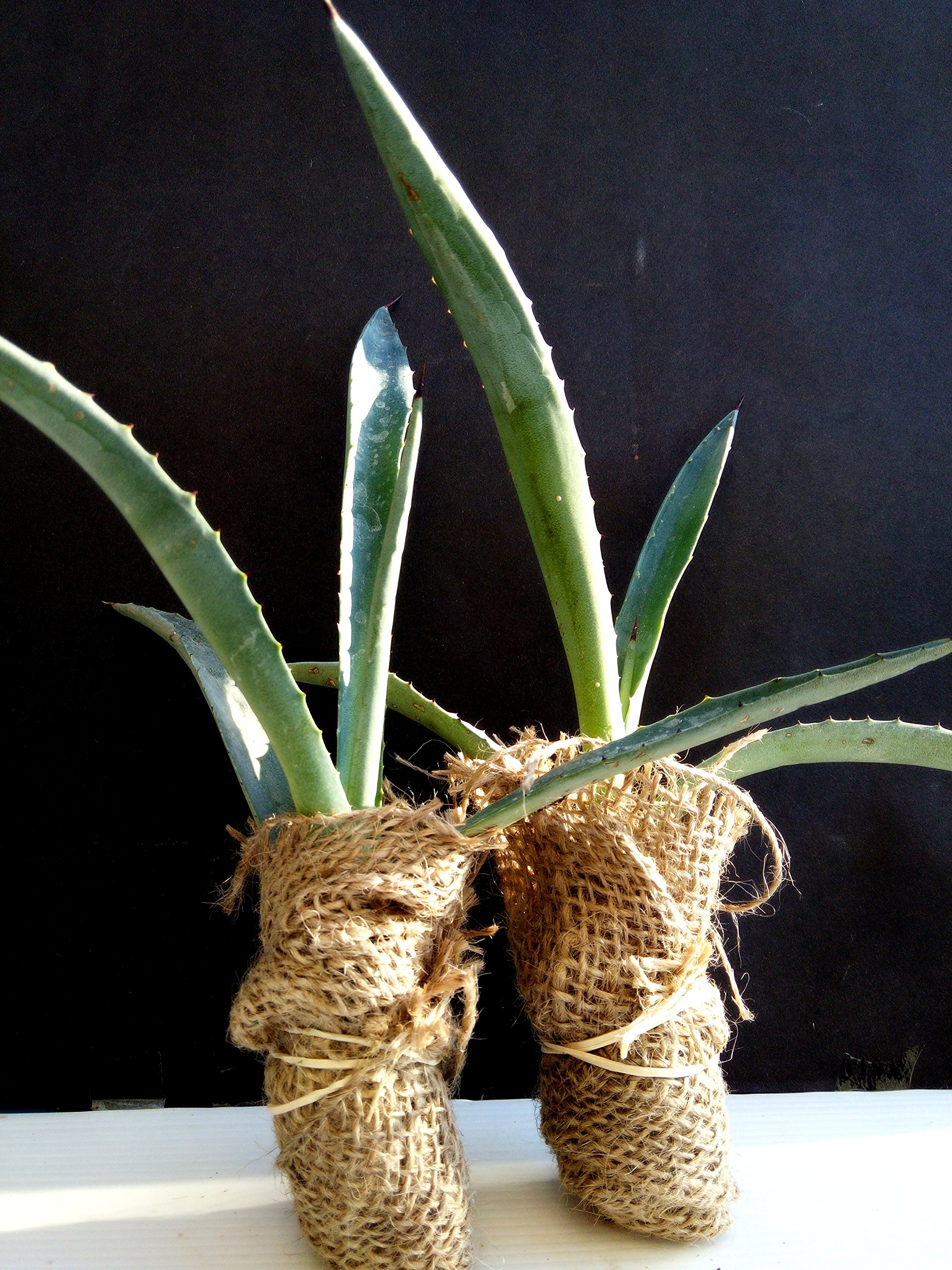 Agave Americana - Blue Agave - 2 Plants in Big Size