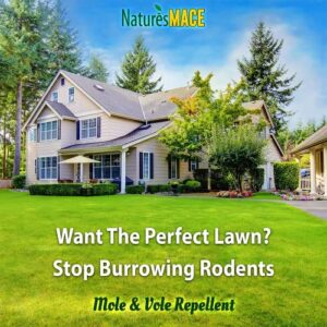 Nature’s MACE Mole & Vole Repellent 1 Gallon Castor Oil Concentrate/Covers up to 20,000 Sq. Ft. / Keep Moles and Voles Out of Your Lawn and Garden/Safe to use Around Home & Plants Guaranteed