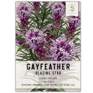 seed needs, gayfeather seeds - 500 heirloom seeds for planting liatris spicata - perennial, open pollinated wildflowers that attracts pollinators to the garden (1 pack)