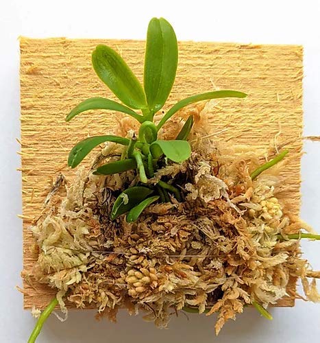 BLOOMIFY Mounted Miniature Orchid - Haraella retrocalla - Wrapped with Long Fiber Sphagnum Moss - 3" Mount