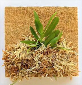 bloomify mounted miniature orchid - haraella retrocalla - wrapped with long fiber sphagnum moss - 3" mount