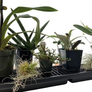 Humidity Tray Indoor Plant Stand Growing Tray for Bonsai, Orchids, Other Plants