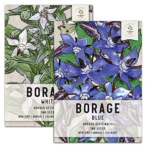 Seed Needs, White/Blue Borage Seed Packet Collection (2 Individual Borage Varieties for Planting) Heirloom, Non-GMO & Untreated