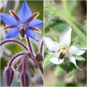 Seed Needs, White/Blue Borage Seed Packet Collection (2 Individual Borage Varieties for Planting) Heirloom, Non-GMO & Untreated