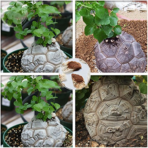 YoYoBoo DD 2016 New Available Dioscorea Elephantipes Imported Elephant's Foot Yam Seeds