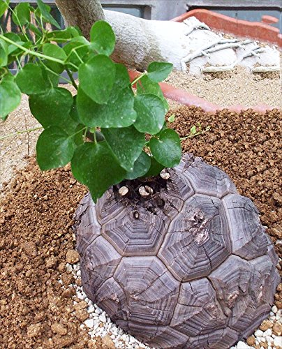 YoYoBoo DD 2016 New Available Dioscorea Elephantipes Imported Elephant's Foot Yam Seeds