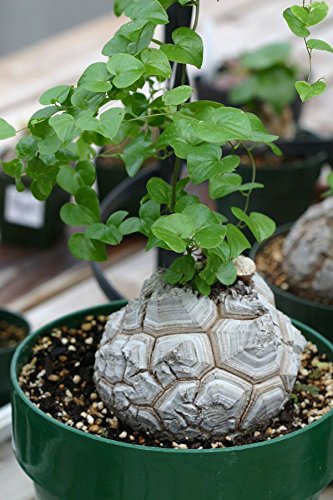 YoYoBoo DD 2016 New Available Dioscorea Elephantipes Imported Elephant's Foot Yam Seeds