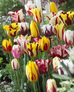 rembrandt tulip mixture- 30 perennial tulip bulbs