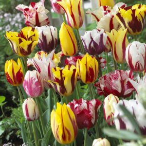 Rembrandt Tulip Mixture- 30 Perennial Tulip Bulbs