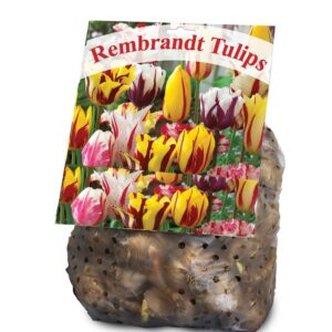 Rembrandt Tulip Mixture- 30 Perennial Tulip Bulbs