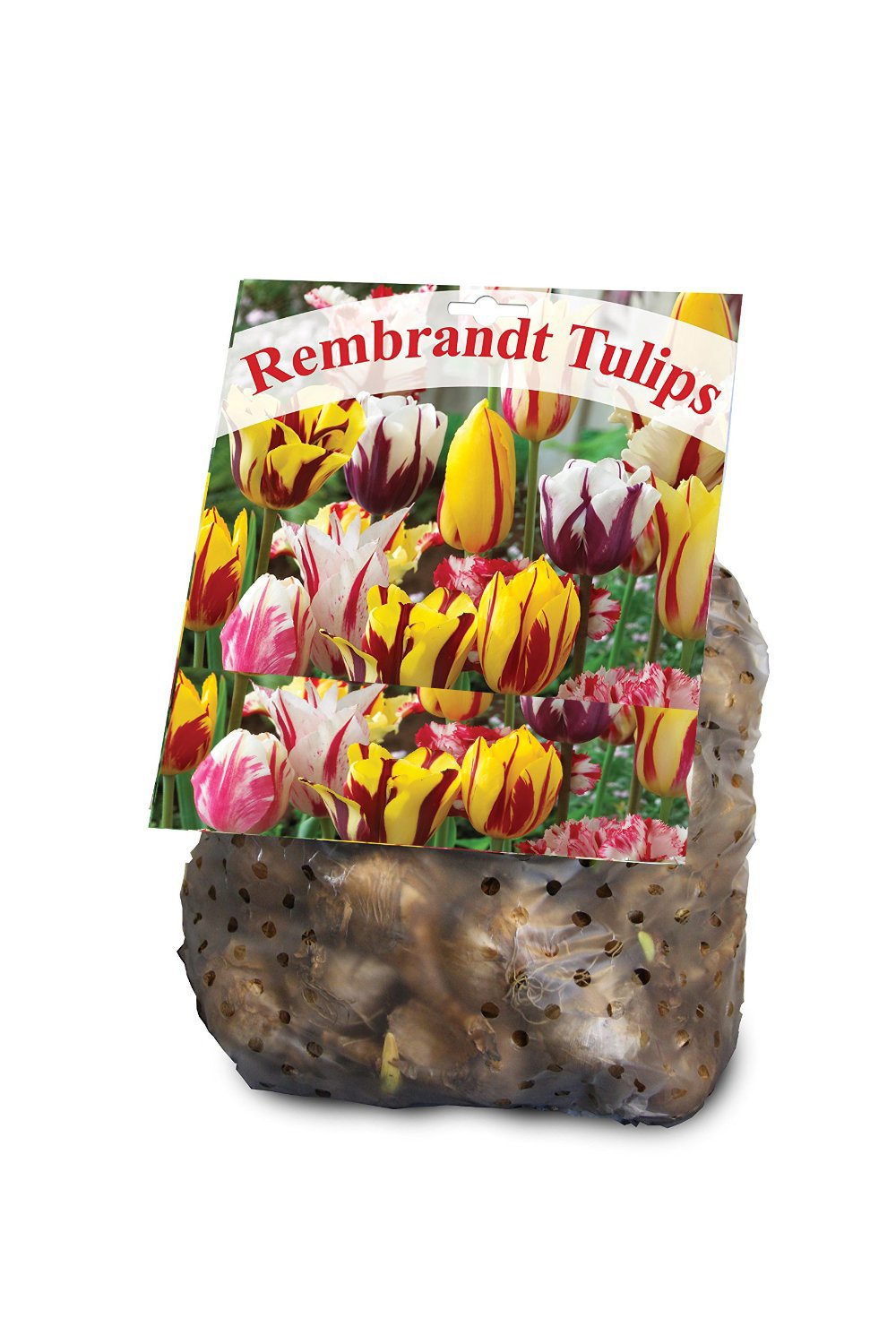 Rembrandt Tulip Mixture- 30 Perennial Tulip Bulbs