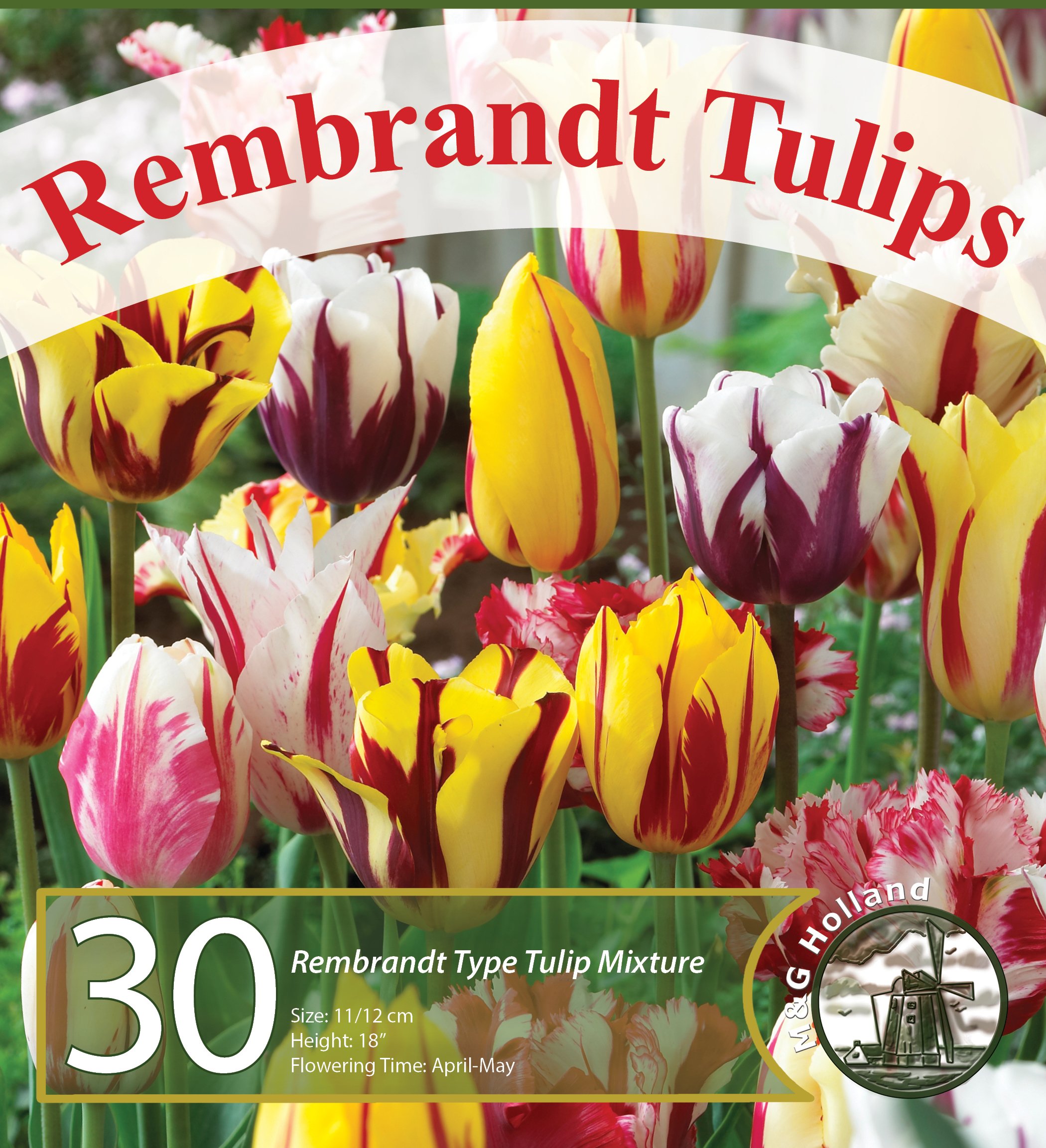 Rembrandt Tulip Mixture- 30 Perennial Tulip Bulbs